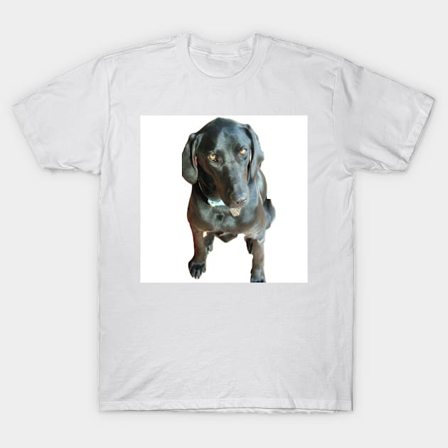 lab puppy T-Shirt by JOHN COVERT ILLUSTRATIONS